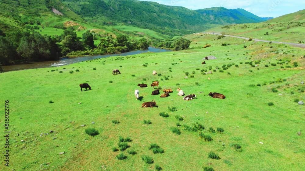 Herd of cows and bulls rests and grazes in green meadow against backdrop of mountains and rivers. View from drone of picturesque distance of countryside where cattle graze. Beautiful landscape Georgia Herd of cows and bulls rests and grazes in green meadow against backdrop of mountains and rivers. View from drone of picturesque distance of countryside where cattle graze. Beautiful landscape Georgia