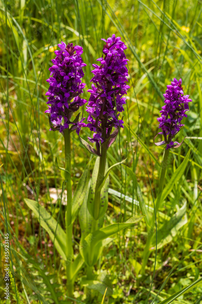 Purple orchid flowers Orchid - Orchis on a green field. The background is beautiful bokeh. Purple orchid flowers Orchid - Orchis on a green field. The background is beautiful bokeh.