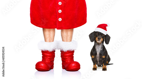 funny dachshund sausage  santa claus dog on christmas holidays wearing red holiday hat, isolated on white background © Designpics