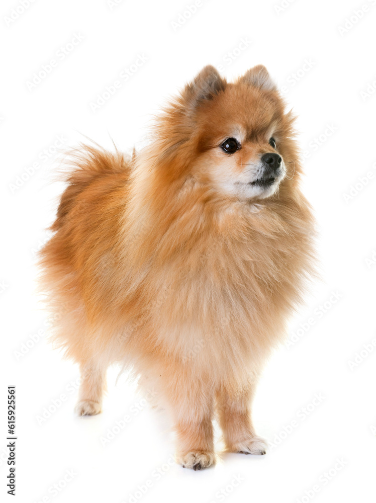 pomeranian spitz in front of white background pomeranian spitz in front of white background