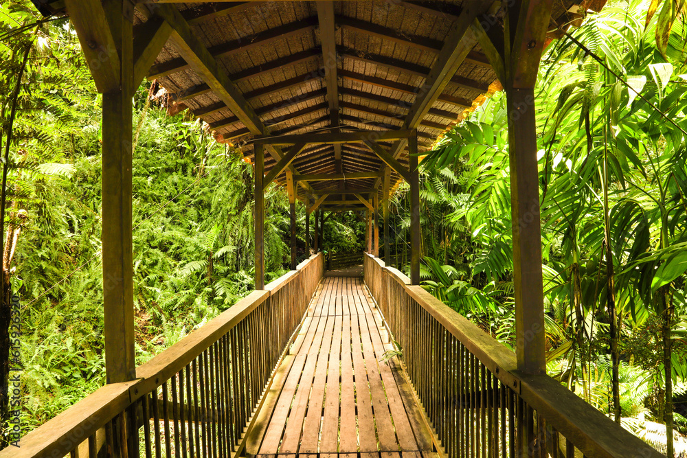 Suspended wooden bridge to cross a river in the middle of a green landscape full of green plants Suspended wooden bridge to cross a river in the middle of a green landscape full of green plants