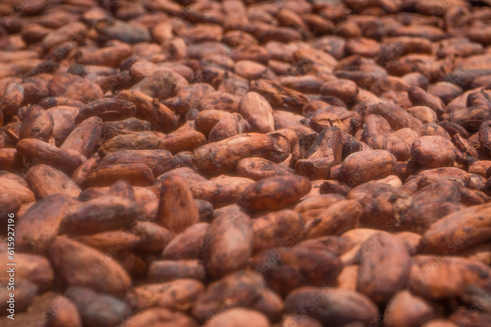 ocoa beans and cocoa fruits. ocoa beans and cocoa fruits.