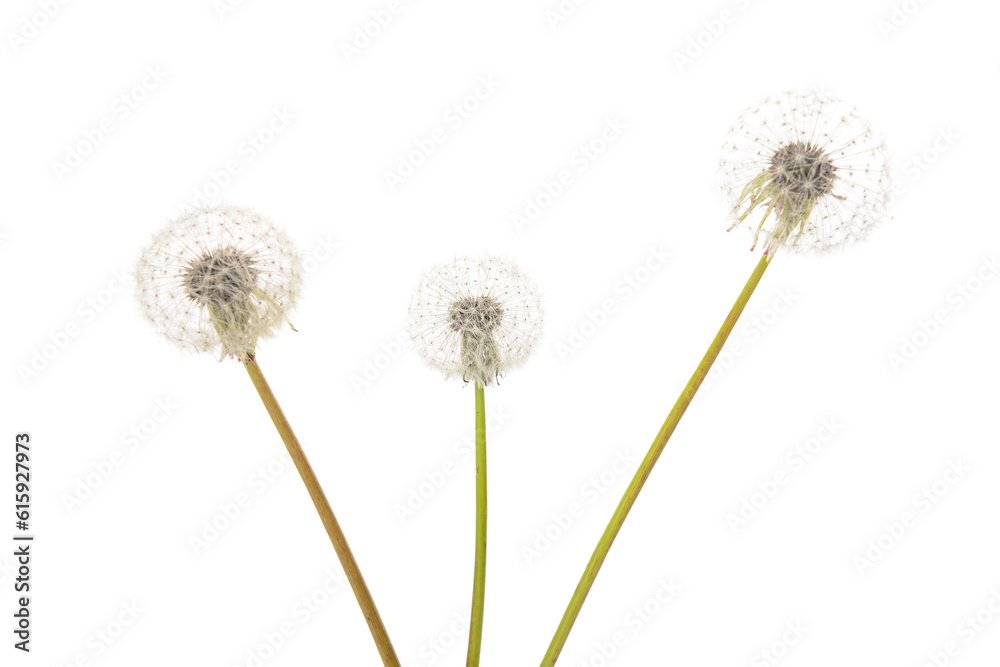 Fototapeta premium Dandelion flowers isolated on white background, closeup