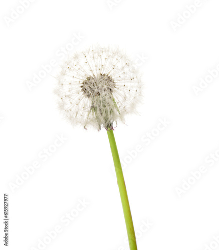 Dandelion flower isolated on white background  closeup