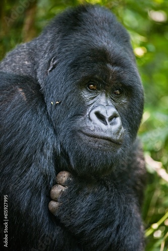 gorilla in jungle © Designpics
