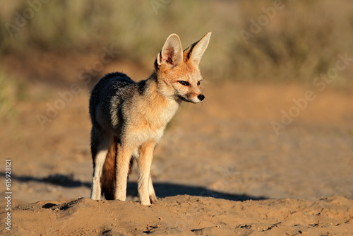 Cape fox (Vulpes chama) in natural habitat, Kalahari desert, South Africa