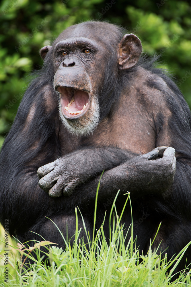 Chimpanzee against a background of dark green foliage Chimpanzee against a background of dark green foliage