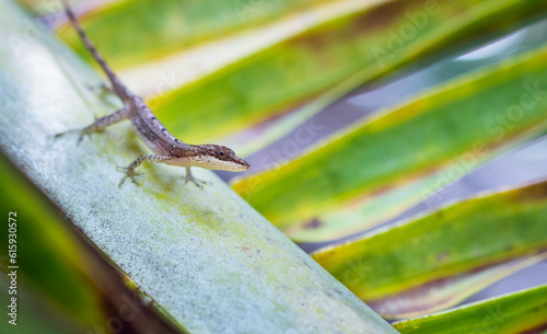 A slender anole (Anolis fuscoauratus, aka Norops limifrons) on a palm frond in Costa Rica. photo