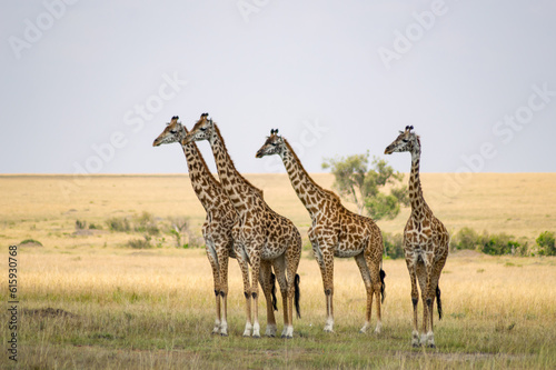 Several giraffes staring at danger in the savannah of Maasai Mara Park in Kenya