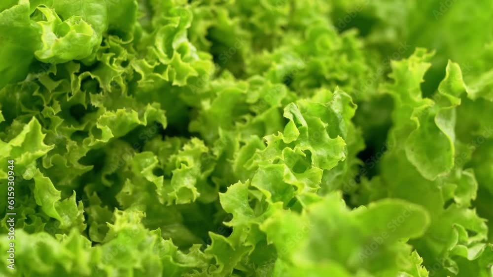 Close up, Texture of Juicy Green Lettuce Leaves on Movement Background. Slow motion through curly leaves. Structure. Selective focus. Green food background. Macro. Blurred motion. Vegan. Healthy food. Close up, Texture of Juicy Green Lettuce Leaves on Movement Background. Slow motion through curly leaves. Structure. Selective focus. Green food background. Macro. Blurred motion. Vegan. Healthy food.