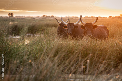bulls in the Camargue area © beatrice prève