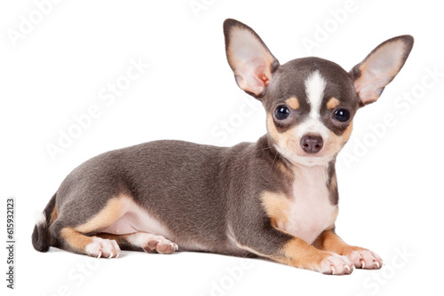 Young Chihuahua looking at the camera in a head shot, against a white background © Designpics