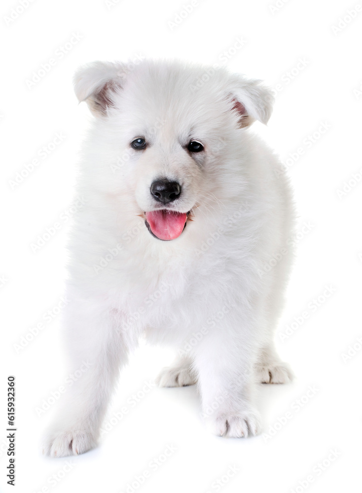 puppy White Swiss Shepherd Dog in front of white background