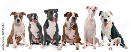 Quadro su tela group of american staffordshire  terrierw in front of white background