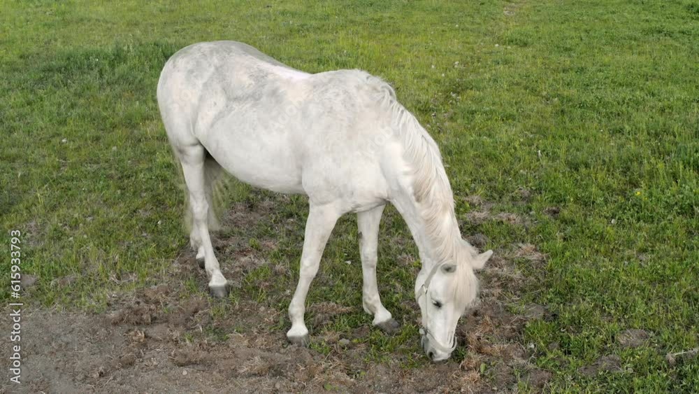 Horse eating grass on a field. High quality 4k footage Horse eating grass on a field. High quality 4k footage