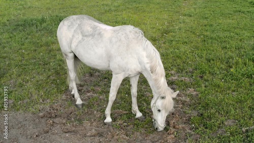 Horse eating grass on a field. High quality 4k footage