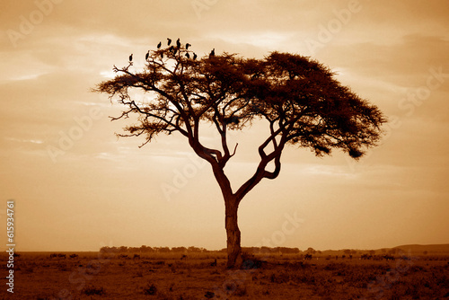 Tree in the African savannah. Amboseli national park in Kenya photo