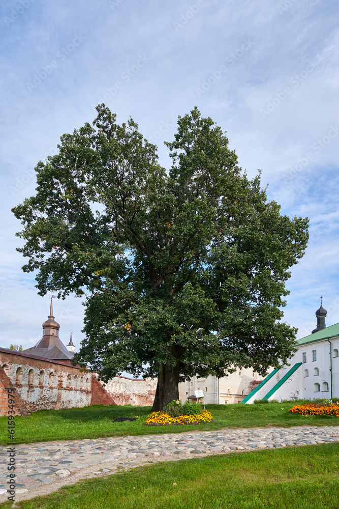 Russia. Kirillo-Belozersky Monastery. 220 year old oak.jpg