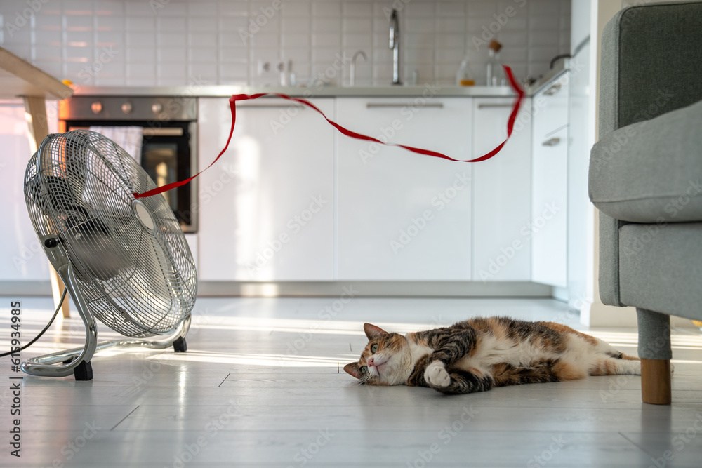 Summer heat and pet at home. Overheated cat lying on the floor, escapes