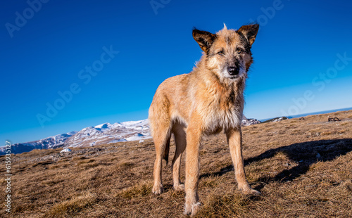 wild dog on top of the mountains
