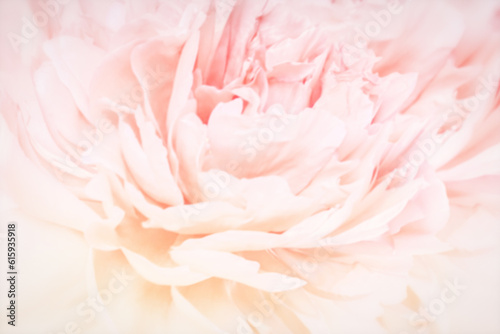 Peony flowers blossom delicate blured frame. Shallow depth. Greeting card background. Floral template. Soft pastel toned. © Designpics