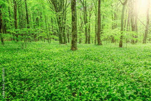 White flowers of the ramsons or wild garlic in the deep forest.