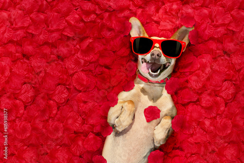 podenco dog resting in  a bed of rose petals for valentines day happy with funny red sunglasses © Designpics