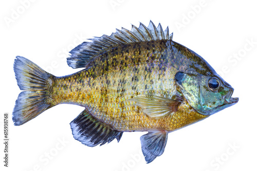 Fresh caught bluegill sunfish from a northern Minnesota lake isolated on white