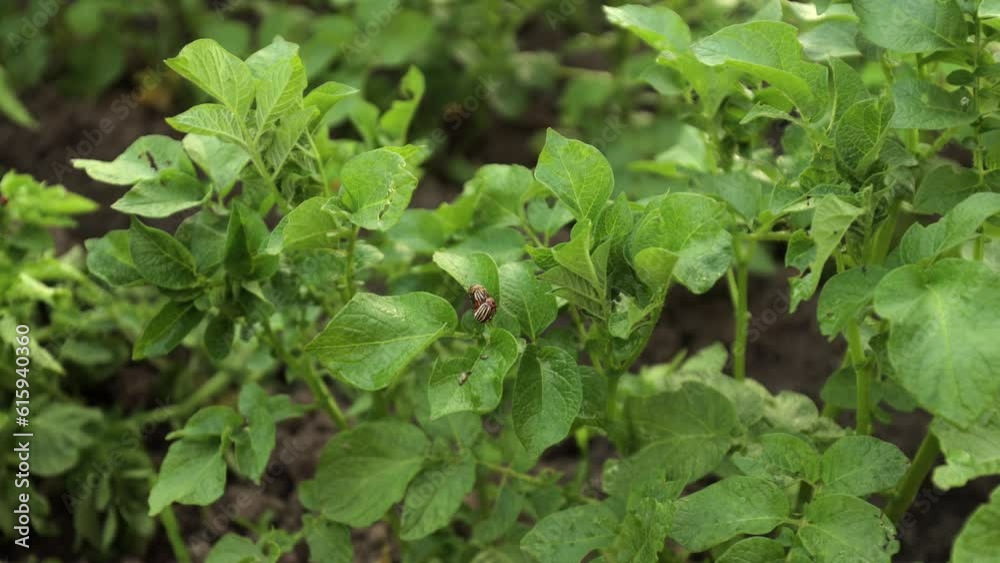 Potatoes and potato beetles. Field near the house. Beetles and insects destroy the crop. Potato field, it needs to be sprayed against parasites. Green leaves in the field. Agricultural lands Potatoes and potato beetles. Field near the house. Beetles and insects destroy the crop. Potato field, it needs to be sprayed against parasites. Green leaves in the field. Agricultural lands