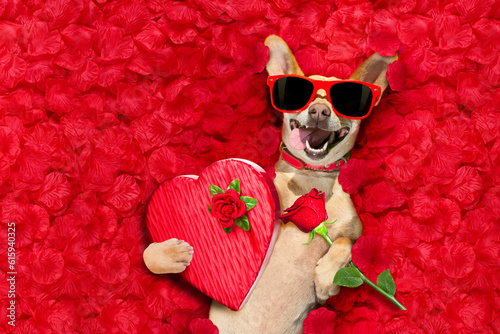 podenco dog resting in  a bed of rose petals for valentines day happy with funny red sunglasses and a gift present box © Designpics