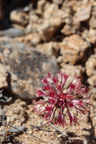 Parish Onion  Allium Parishii  displaying springtime blooms in the Cottonwood Mountains  a native perennial monoclinous herb with cymose umbel inflorescences.