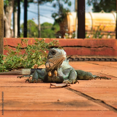 large iguana under the sun in summer
