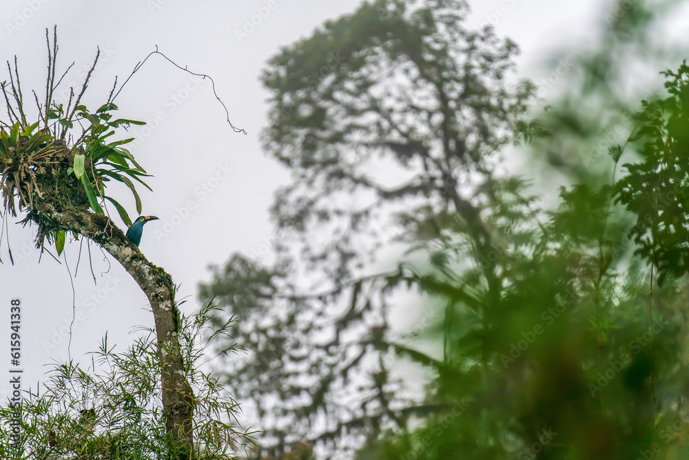 Fototapeta premium Morning in the cloud forest