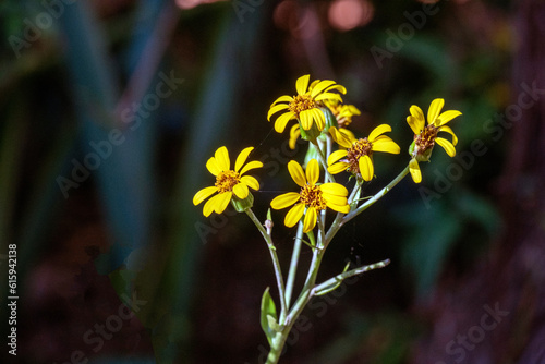 Senecio squalidus flowers, Sydney, Australia photo