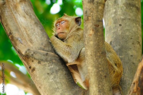 Monkey mother care and breastfeeding, love