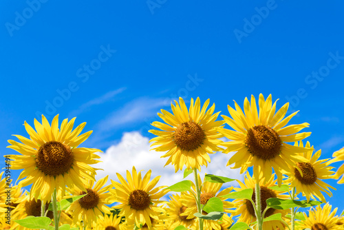Sunflower is blooming under the clear blue sky.