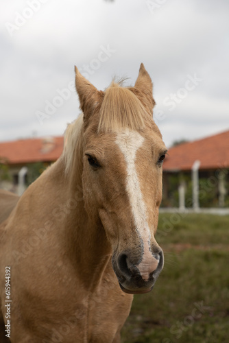 portrait of a horse © EDBS