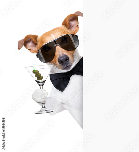drunk jack russell dog toasting  and drinking a cocktail  martini drink with olives, isolated on white background , behind white blank banner or placard © Designpics