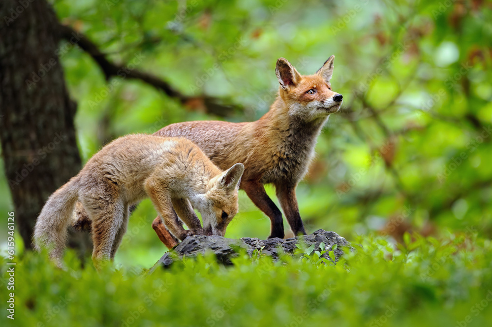 Two red foxes in their natural habitat. Animal theme in fairy tale style. Cute two fluffy animals. Two red foxes in their natural habitat. Animal theme in fairy tale style. Cute two fluffy animals.