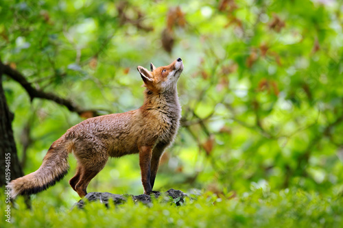 Red fox looking up to the crown of trees in a deciduous forest in a fairy tale stylish photo. Animal theme with clever animal.