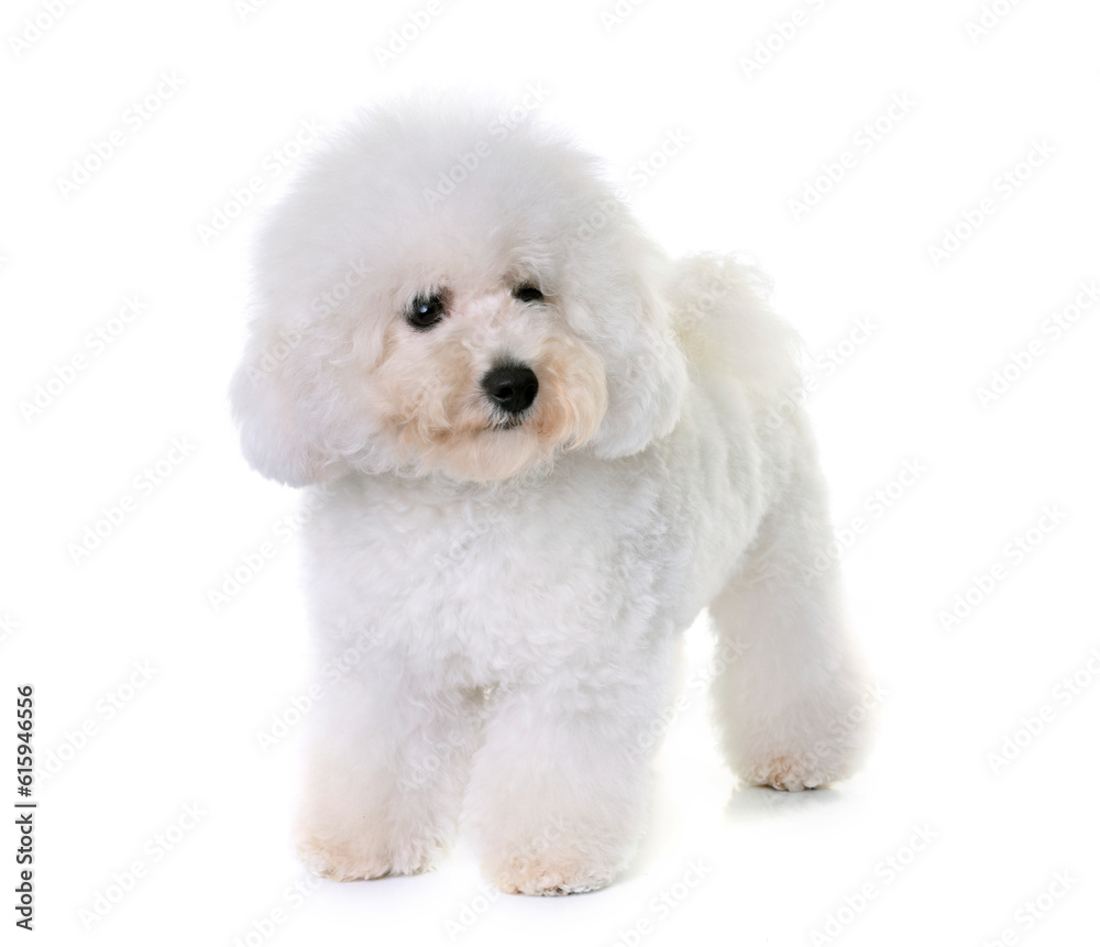 bichon frise in front of white background