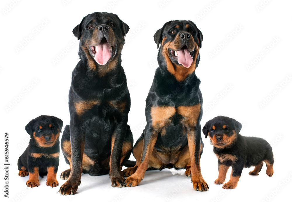 Obraz premium portrait of family purebred rottweiler in front of white background