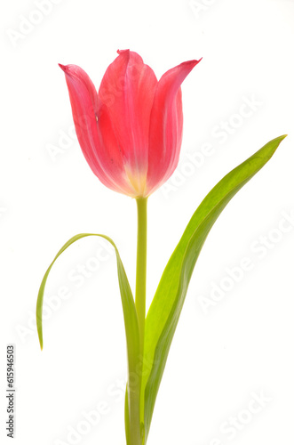 One red tulip isolated on white background