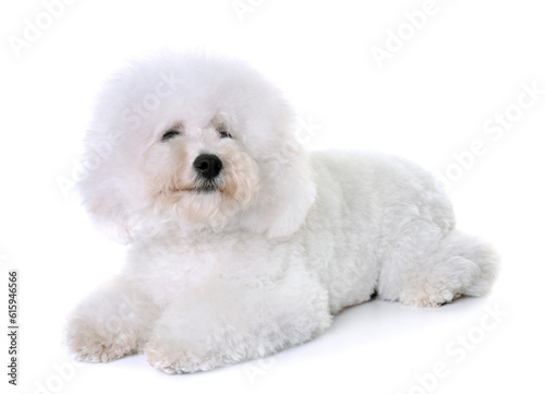 Photographie bichon frise in front of white background