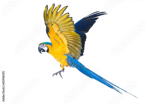 Blue-and-yellow macaw in front of white background