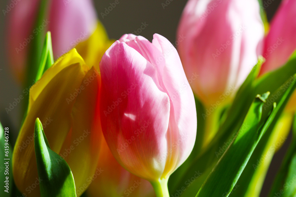Obraz premium Beautiful Bouquet Pink and Yellow Tulip on Dark Background