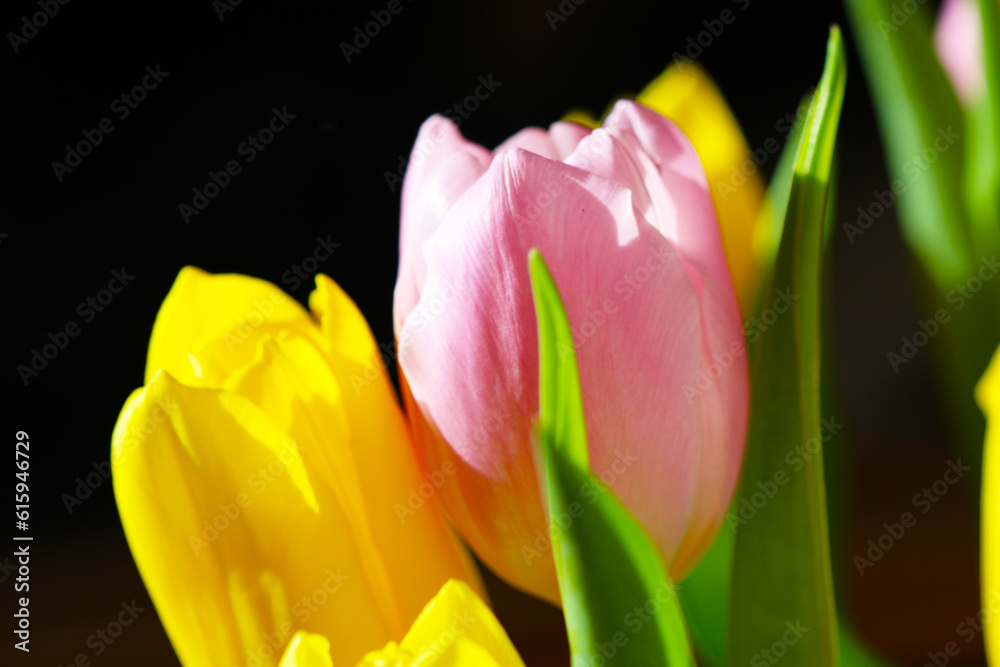 Beautiful Bouquet Pink and Yellow Tulip on Dark Background Beautiful Bouquet Pink and Yellow Tulip on Dark Background