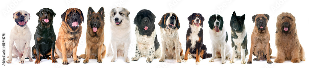 Obraz premium group of large dogs in front of white background