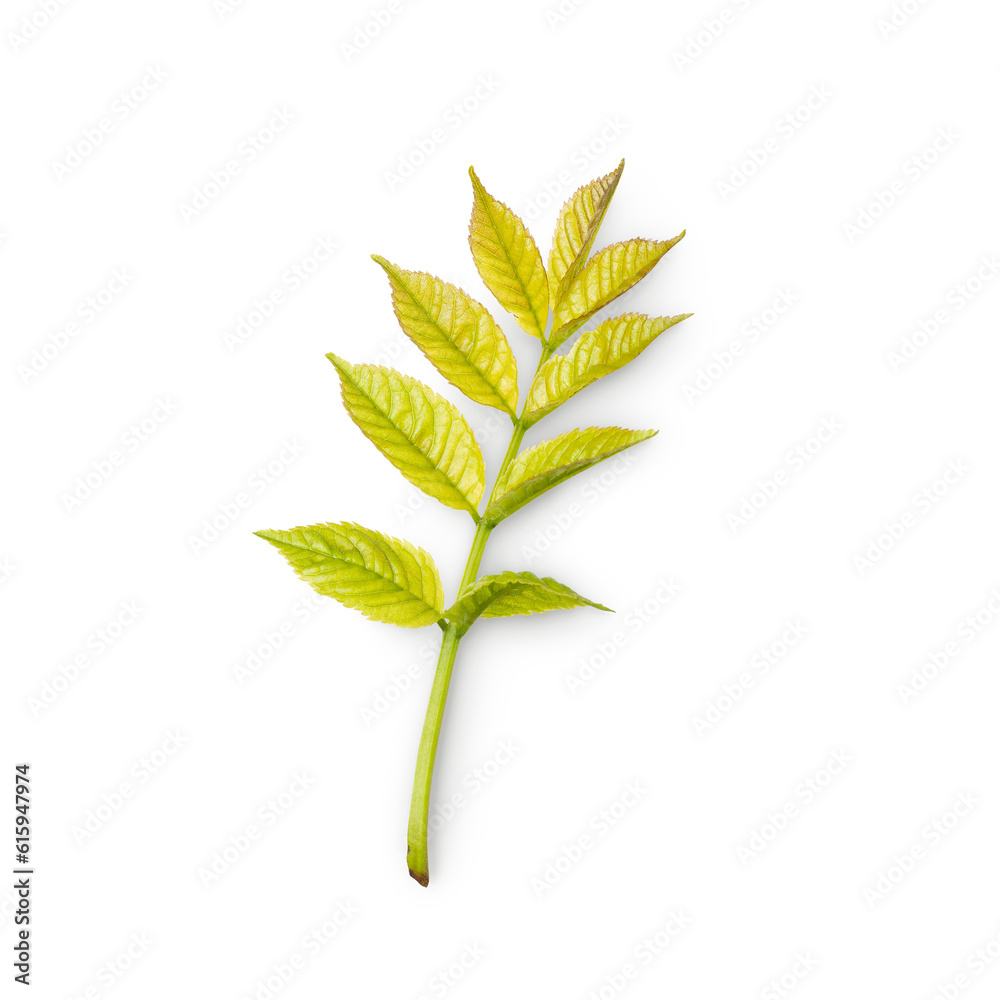 leaf branch with shadow isolated on transparent background
leaf branch with shadow isolated on transparent background