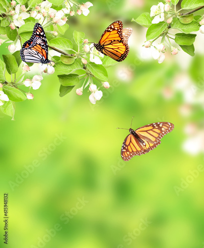 Flowers of apple and monarch butterflies (Danaus plexippus, Nymphalidae). On green background. Copy space for your text © Designpics